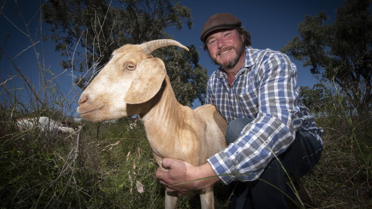 GOOD KID: Adam Norris tends to a fire mitigaton goat near Werris Creek Hospital. It will take 14 goats a month to eat all this grass and shrub, just a few metres from the hospital. Photo: Peter Hardin 