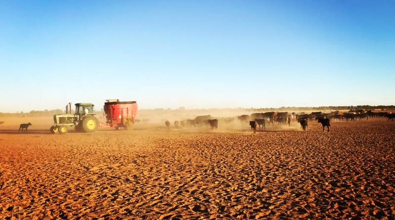 Most western graziers are still feeding stock with only hit and miss storms giving any hope. Cattle at "One Tree", north of Broken Hill. Photo by Tennille Siemer