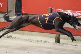 Palawa King has been crowned 2023 Greyhound of the Year. Picture supplied