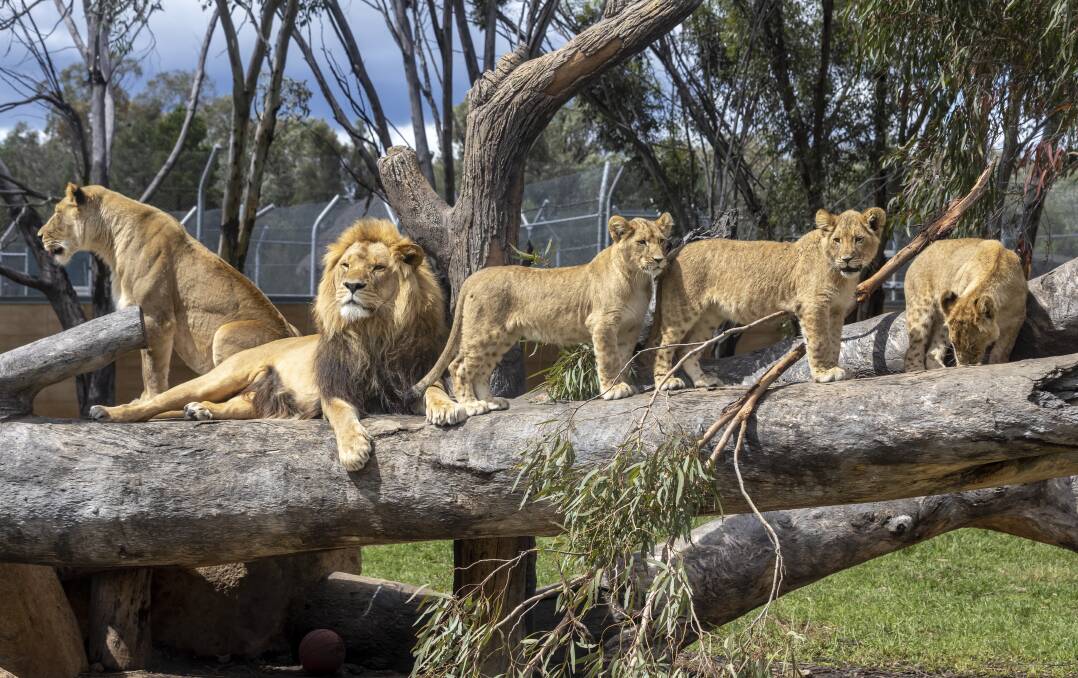 The zoo's lion cubs are growing fast so it's time to get out and have a look. Picture