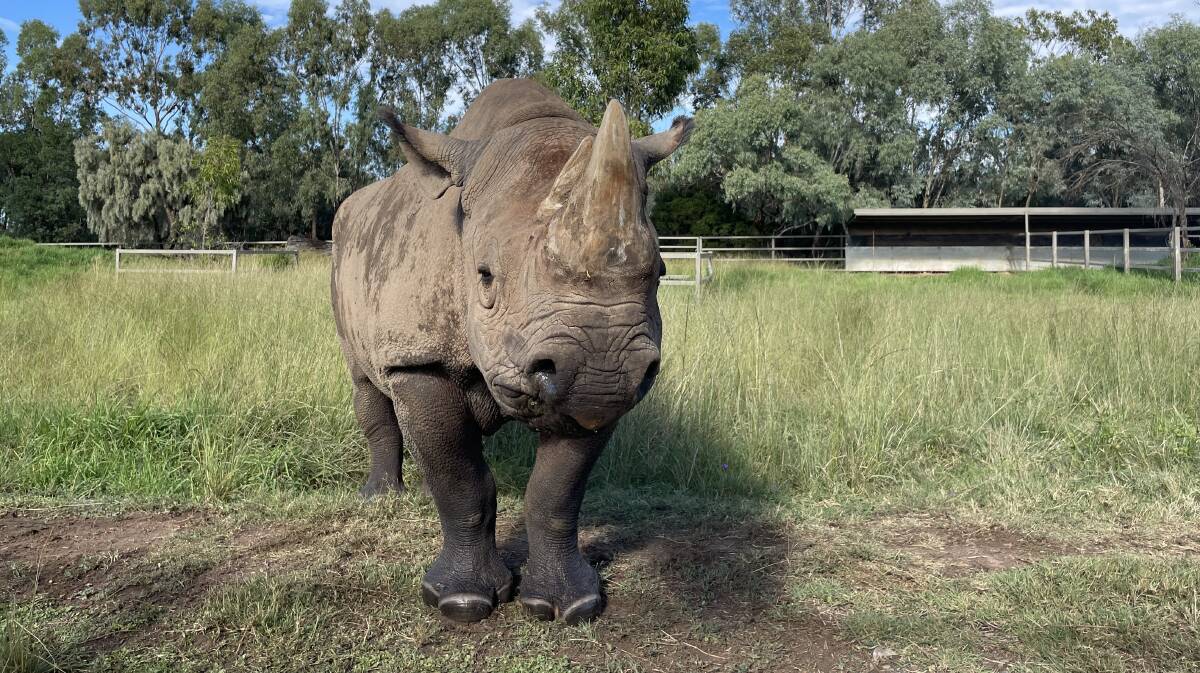Twelve-year-old black rhino Kufara is due to give birth around March or April of next year. Picture supplied