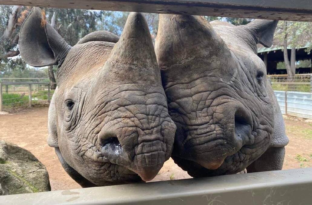 Sabi and Kufara are two of the black rhinos that can be seen at the zoo. Picture by Hayley Brooks