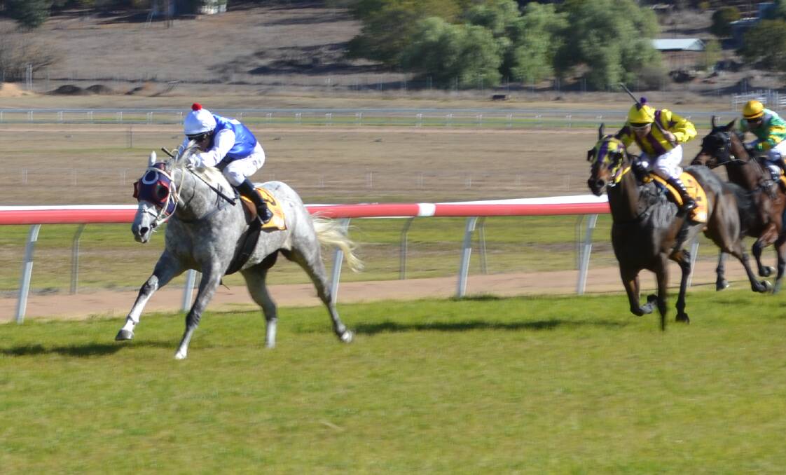 TOO GOOD: Greg Ryan scored another Wellington winner when piloting Bare Foot Babe. Photo: NICK GUTHRIE