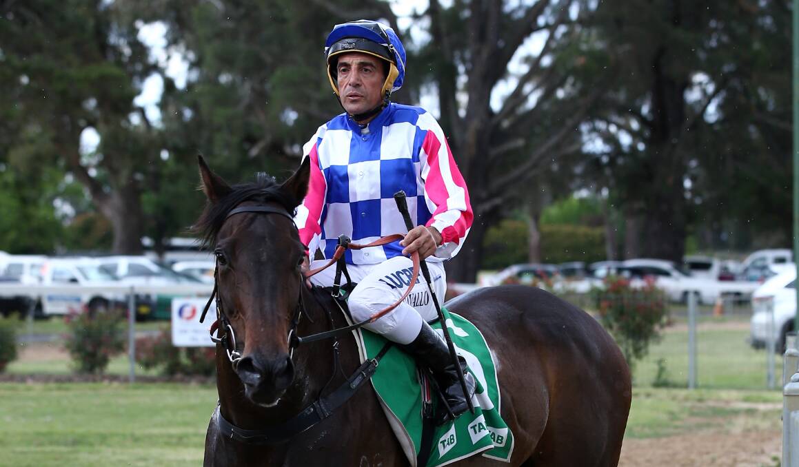 BACK AGAIN: Anthony Cavallo and Panuara will look to combine for more Wellington success on Wednesday. Photo: FILE