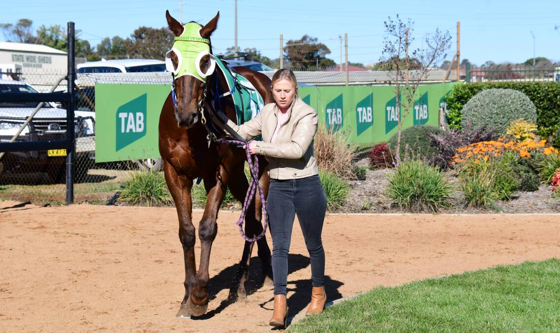 GO AGAIN: Asheligh Stanley pictured with Narrow Neck Nelson last time out at Dubbo Turf Club. Photo: AMY McINTYRE