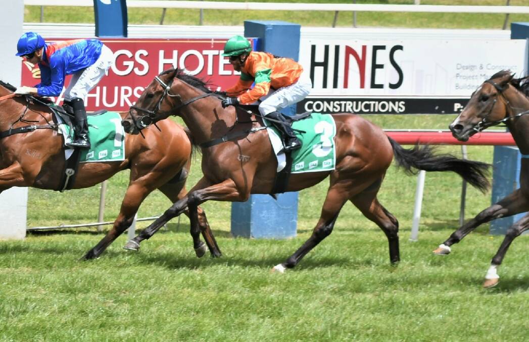 GO AGAIN: Dubbo Wanderer, pictured racing at Bathurst previously, will represent Mick Mulholland in Sunday's $150,000 feature. Picture: Chris Seabrook