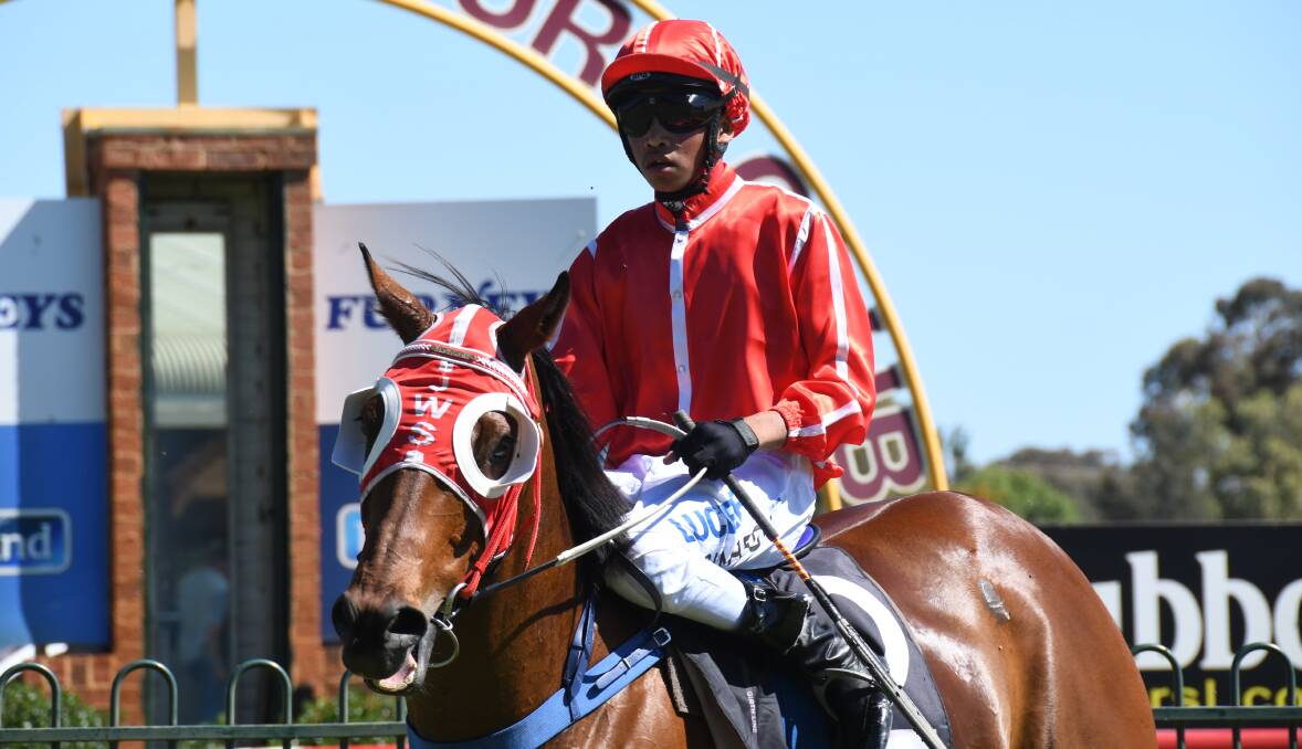 BACK AGAIN: After missing out on a win at Dubbo's Melbourne Cup Day meeting last year, the Justin Stanley-trained Prattler is set to race again this year. Photo: BELINDA SOOLE