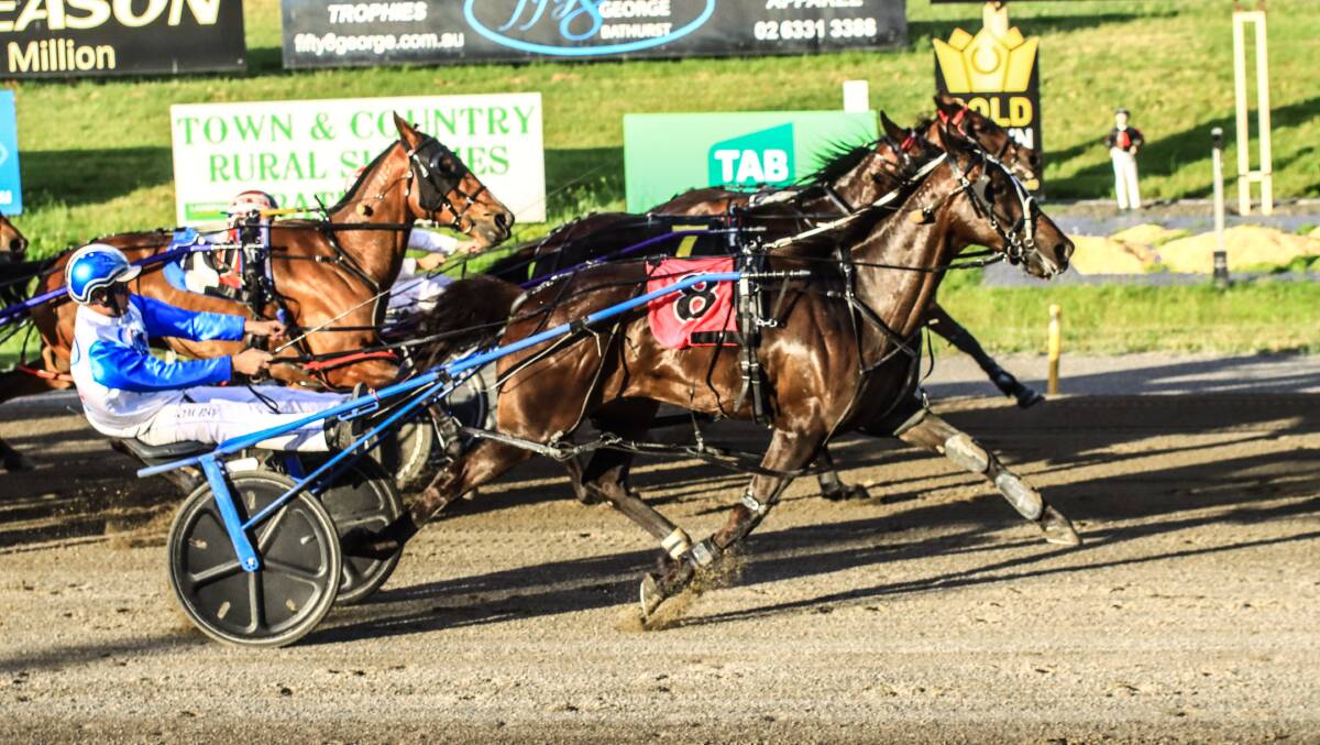GO AGAIN: Goodtime Hero will race at Dubbo on Saturday, having being driven to victory at Bathurst last month by Tom Pay. Photo: COFFEE PHOTOGRAPHY