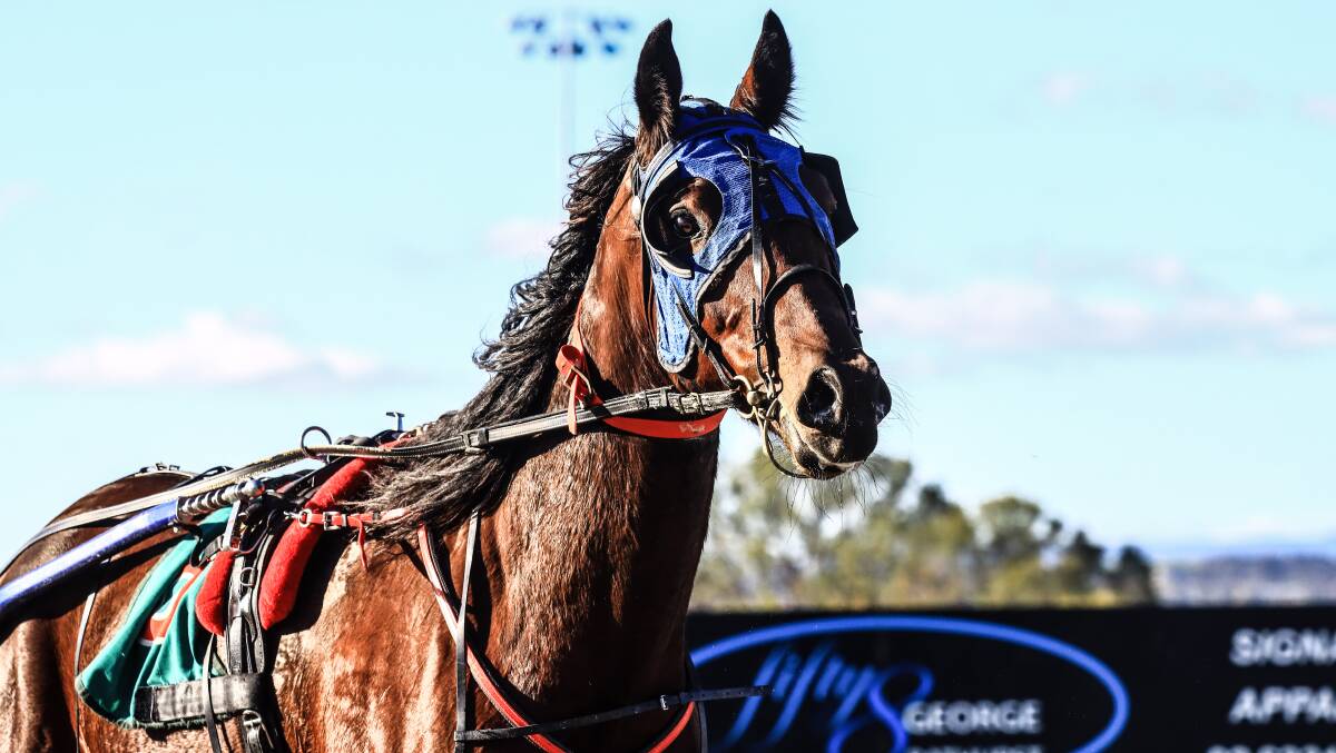 GOING AGAIN: Lex Bramble'S Im Alrite won three starts back at Bathurst and will line up at that track again on Sunday. Photo: COFFEE PHOTOGRAPHY