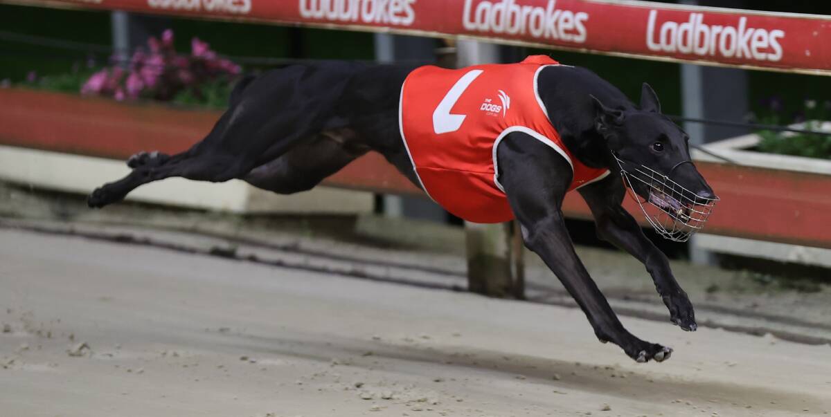ONE TO WATCH: Zipping Maserati has a tricky box draw to contend with ahead of the Brother Fox Final. Picture: thedogs.com.au