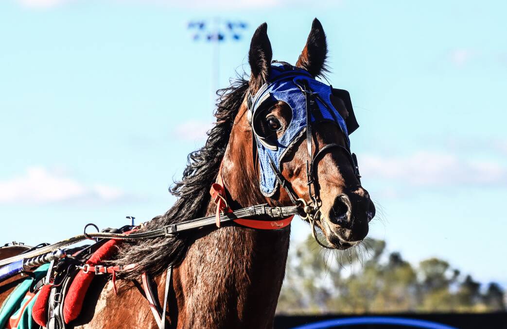 GO AGAIN: Im Alrite will be in action at Parkes for Dubbo trainer Lex Bramble. Photo: COFFEE PHOTOGRAPHY