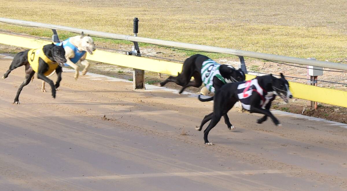 CHASING AN UPSET: May Tell has won at Dubbo in the past but its likely to be an outsider when she races there again on Friday. Photo: FILE