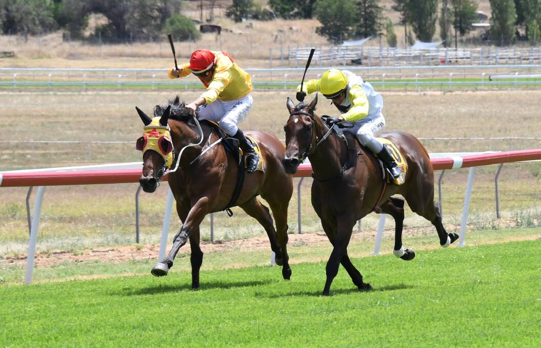 GOT THERE: Carinda Road (left), pictured during a recent placing at Wellington, broke through for another win at Gunnedah on Saturday. Photo: AMY McINTYRE