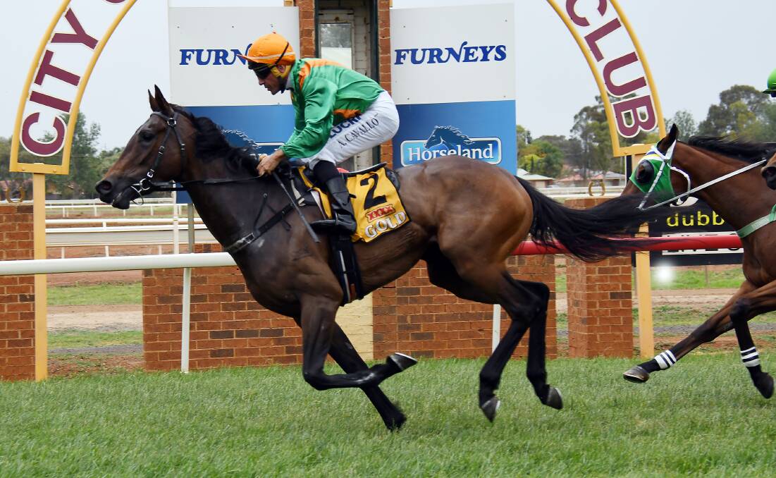 
CUP CONQUEST: Arrow Haze won on cup day at Dubbo last year and trainer Roy McCabe will be back again on Tuesday. Photo: BELINDA SOOLE