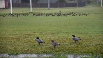 The sporting grounds around Dubbo were good for ducks but little else last weekend. Picture by Amy McIntyre