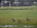 The sporting grounds around Dubbo were good for ducks but little else last weekend. Picture by Amy McIntyre