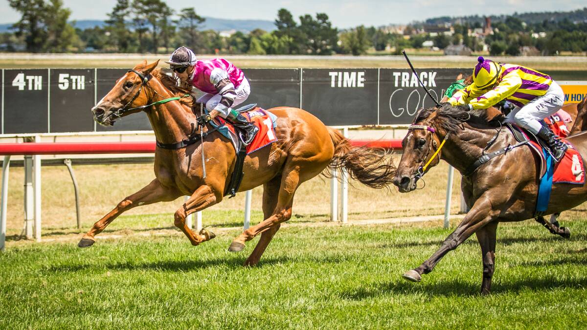 ALL READY: Peter Nestor's La La Loopsy has opened as the early favourite for Sunday's Western Districts Qualifier at Dubbo Turf Club. Photo: JANIAN MCMILLAN (www.racinphotography.com.au)