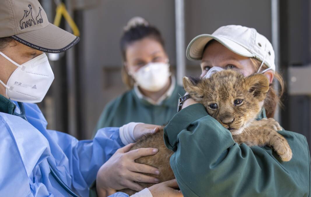 Gallery: Lion cubs health checks at Taronga Western Plains Zoo. Pictures: Rick Stevens