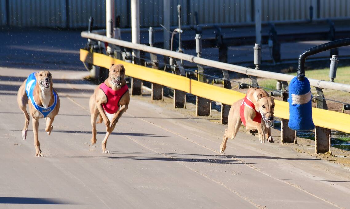 ON THE WAY: Mad Mick (red rug) will contest Friday night's Zipping Garth at Stud Mega Maiden Final. Photo: BELINDA SOOLE