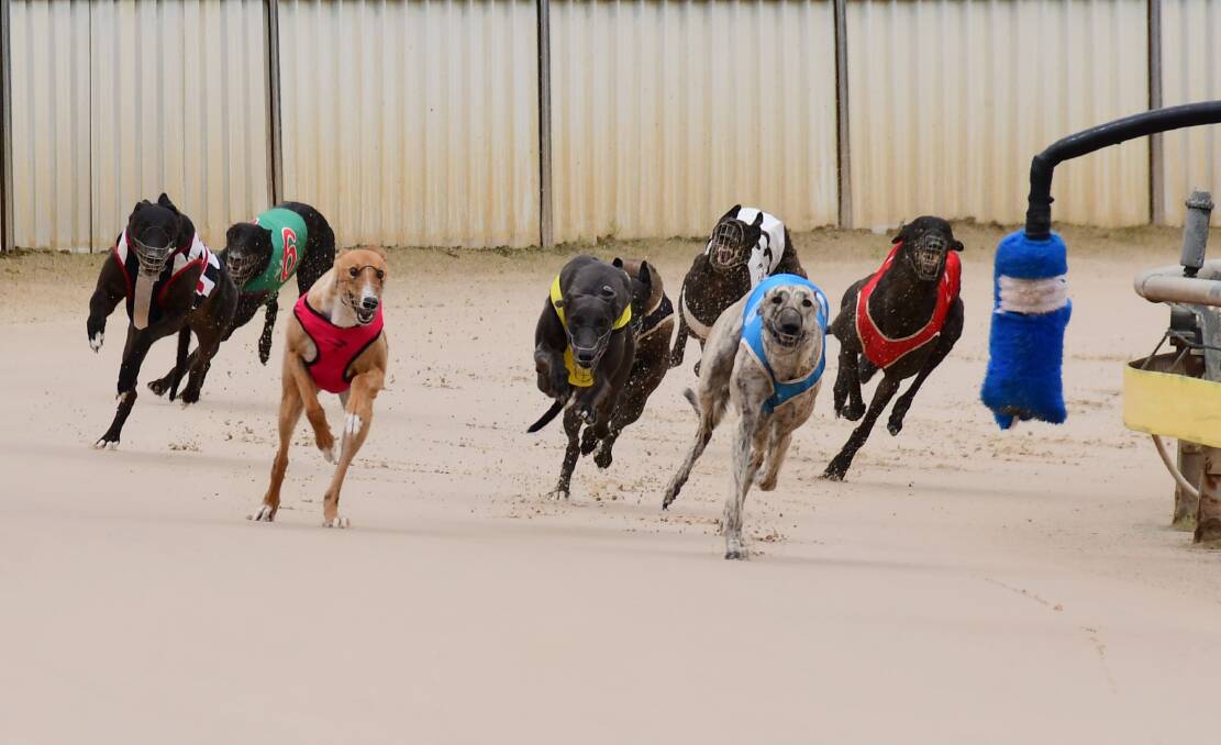 SHOW GOES ON: Racing will continue at Dawson Park for the foreseeable future. Photo: BELINDA SOOLE
