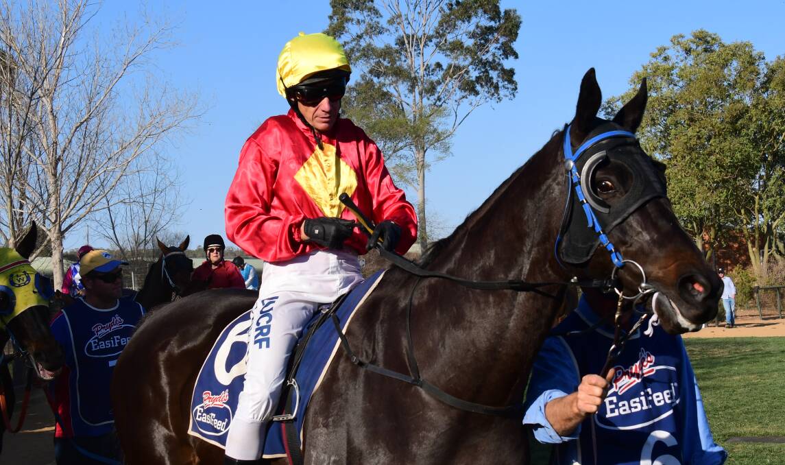 GOING AGAIN: Steamin', pictured with Greg Ryan prior to the Dubbo Gold Cup win, is set to race at Bathurst. Photo: AMY McINTYRE