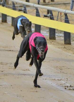 WINNER: Tango's Express, pictured at Dubbo, won Wednesday's final.