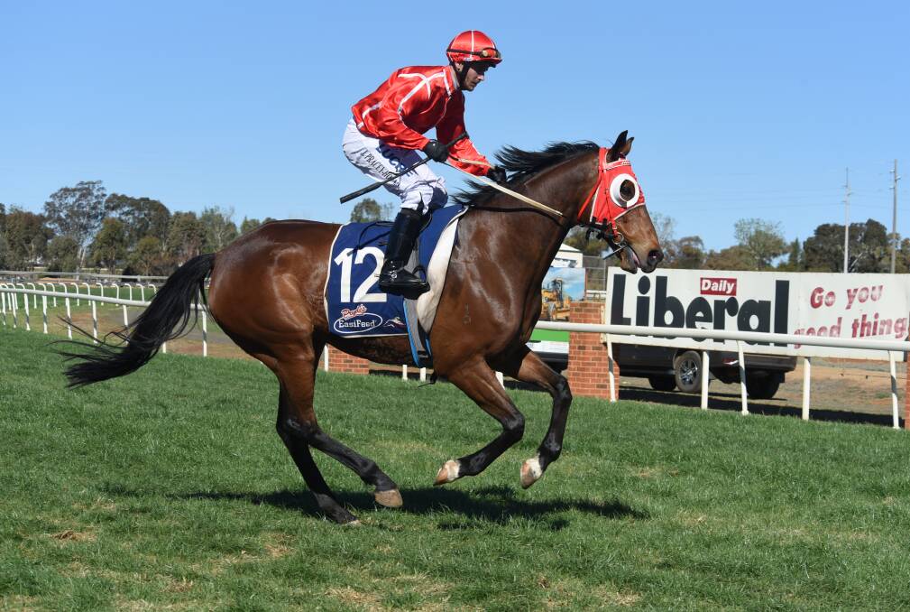 CUP CONTENDER: Prattler, trained by Justin Stanley, was one of 13 nominations received for this weekend's Dandy Cup feature event at Narromine Turf Club. Photo: AMY McINTYRE