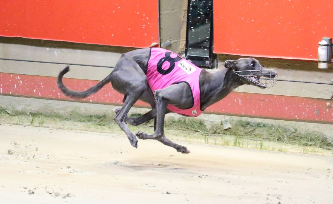 ONE TO WATCH: Zipping Kyrgios is set to jump as favourite in Friday night's Brother Fox feature. Photo: GREYHOUND RACING NSW