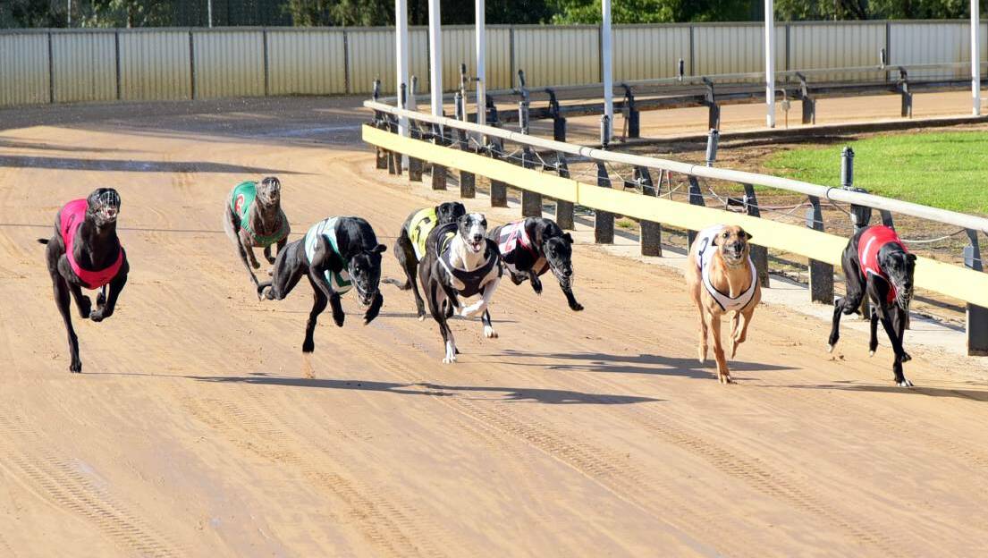 BACK AT IT: Racing action is on again at Dawson Park this weekend. Photo: FILE