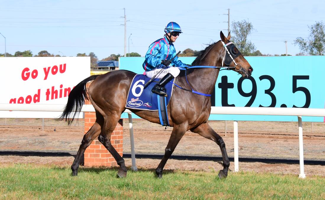BACK AGAIN: Any Blinkin' Day will be in action for Clint Lundholm at Dubbo Turf Club on Monday. Photo: BELINDA SOOLE