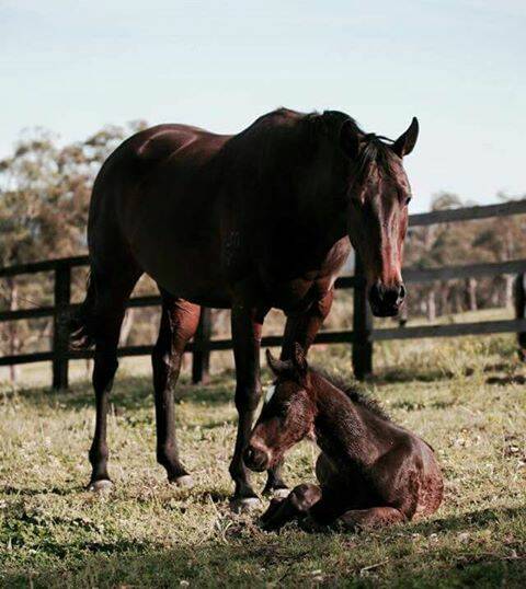 COME A LONG WAY: Bedtime Stories, pictured as a foal with her mother Inside Story, will contest Friday's Silver Goblet at Dubbo. Photo: CONTRIBUTED