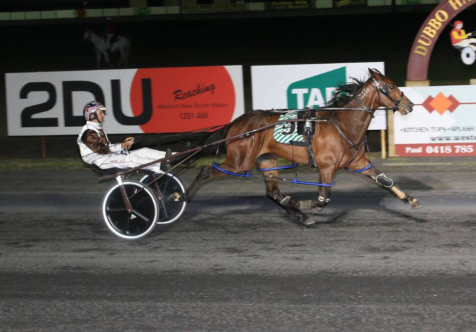 GOING AGAIN: Dazzle Me will be in action at Bathurst on Wednesday night. Photo: COFFEE PHOTOGRAPHY