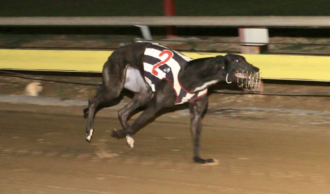 ON THE WAY: Little Trojan charges towards the finishing post at Dawson Park on Sunday night. Photo: COFFEE PHOTOGRAPHY