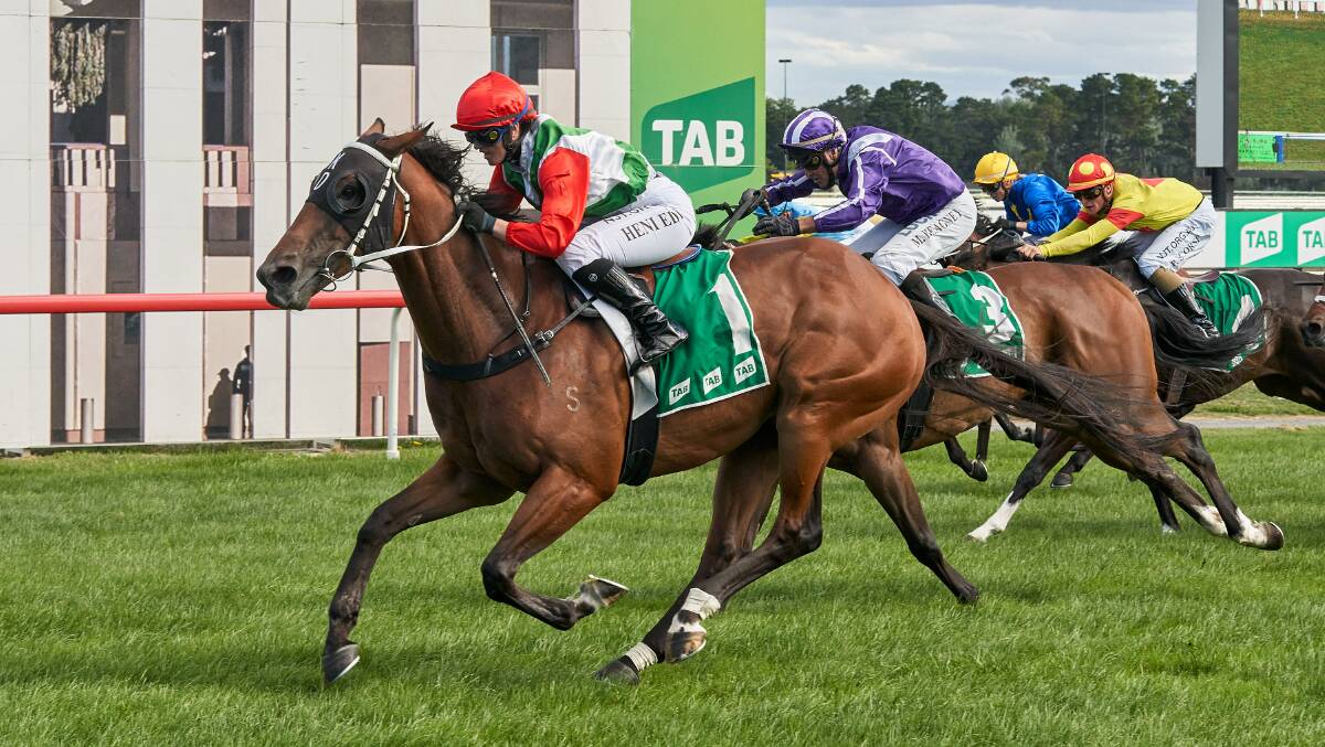 CUP HOPE: Canberra galloper Gunga Din is one of the horses set to make the trip to Forbes for Sunday's $50,000 cup. Photo: MATT LOXTON