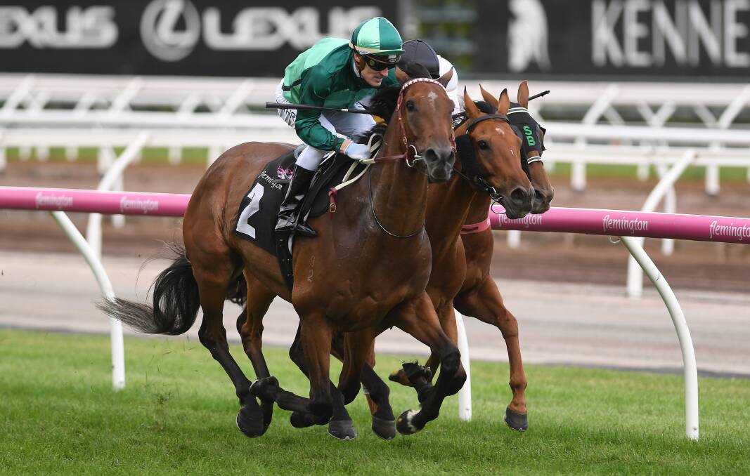 WAITING GAME: Humidor, part-owned by Dubbo's Lloyd Walker, hasn't raced since last year's Cox Plate due to injury but could be back in the coming weeks. Photo: AAP