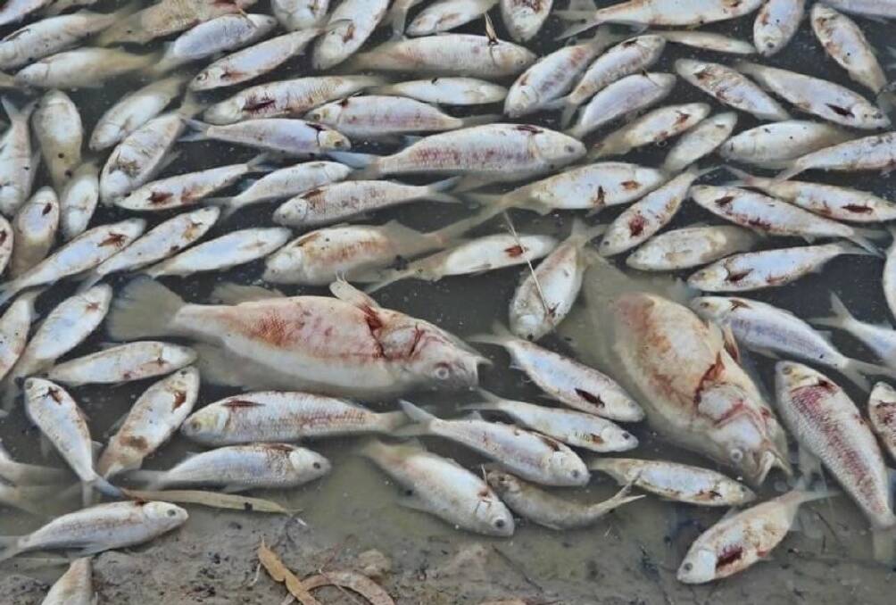 The photos of dead fish such as carp taken by a local Menindee resident. Picture supplied