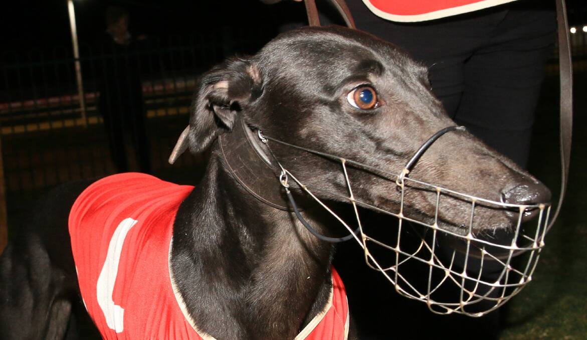CLOSE: Dubbo heat winner Midnight Starlet finished seventh in the final. Photo: COFFEE PHOTOGRAPHY