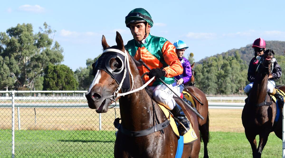 GOING FOR THREE: The Darren Hyde-trained Westlink will be in at Dubbo on Friday, chasing a third successive victory. Photo: BELINDA SOOLE