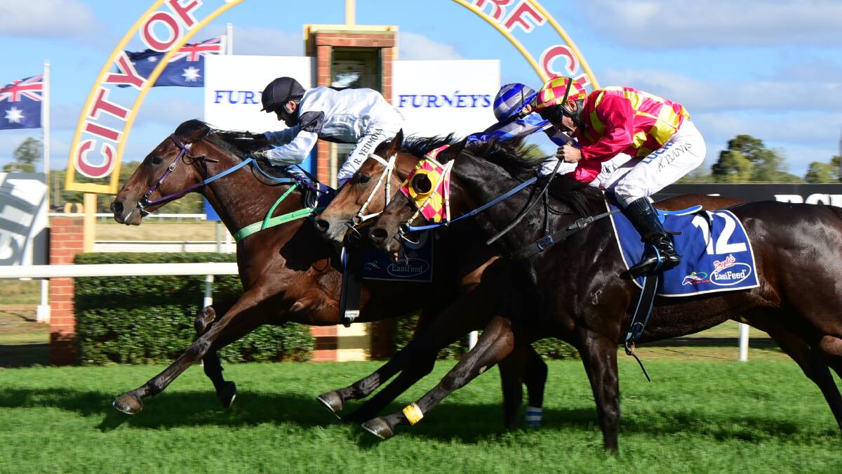 HE'S BACK: In Ernest, pictured winning at Dubbo last preparation, returns to the track on Friday for local trainer Frank Hayes. Photo: BELINDA SOOLE