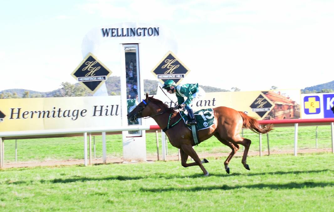 RESET: Sonnet Star won last year's Wellington Boot and trainer Damien Lane will now have to defend his crown on Tuesday. Picture: Amy McIntyre