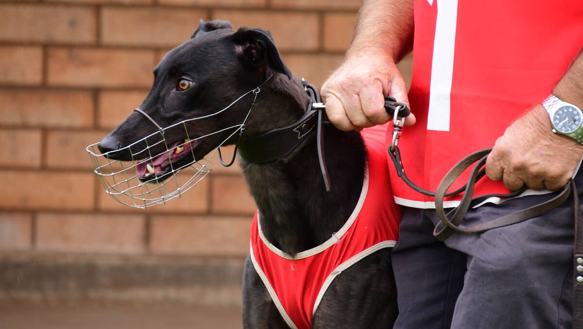 MOVING FORWARD: The region's dogs will soon be able to race at tracks other than Dubbo and Bathurst. Photo: BELINDA SOOLE