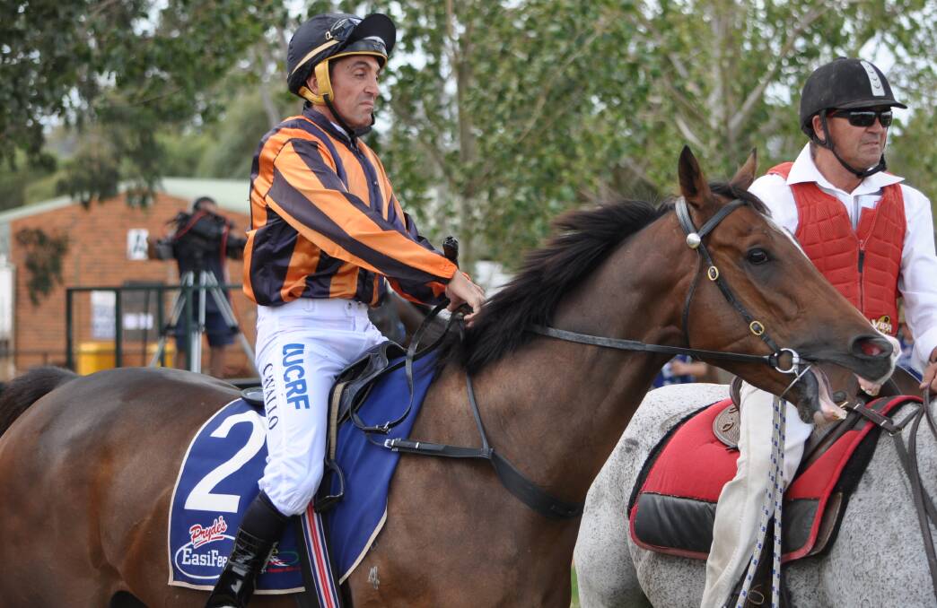 WINNING RETURN: Risk And Reward, pictured prior to his final race for Peter Nestor at Dubbo in 2018, was back at the Dubbo Turf Club track on Monday afternoon. Photo: FILE