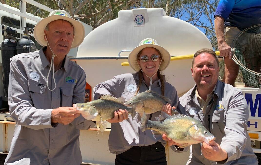 BOOST: An insurance population of 60 brood stock Golden Perch were rescued in 2019. Photo: CONTRIBUTED