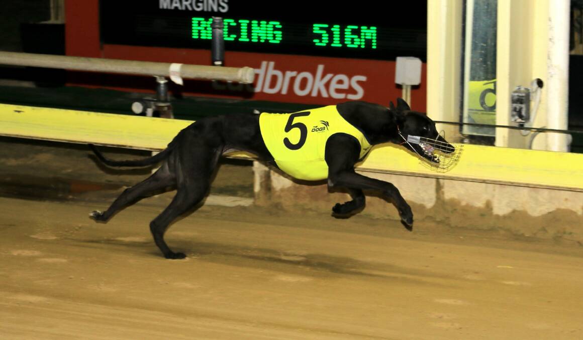 DOMINANT: The Charmaine Roberts-trained Caitlyn Keeping took out Sunday night's Gold Cup. Photo: COFFEE PHOTOGRAPHY