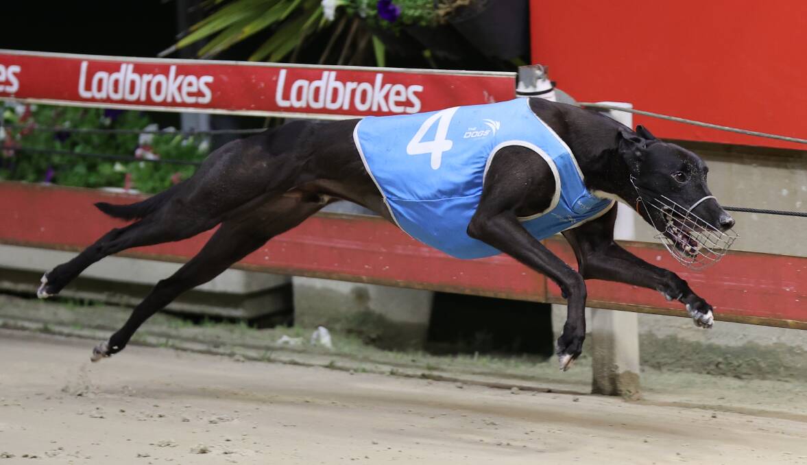 ONE TO WATCH: Billy Creek will help fly the flag for NSW in this weekend's Phoenix feature in Melbourne. Picture: Greyhound Racing NSW
