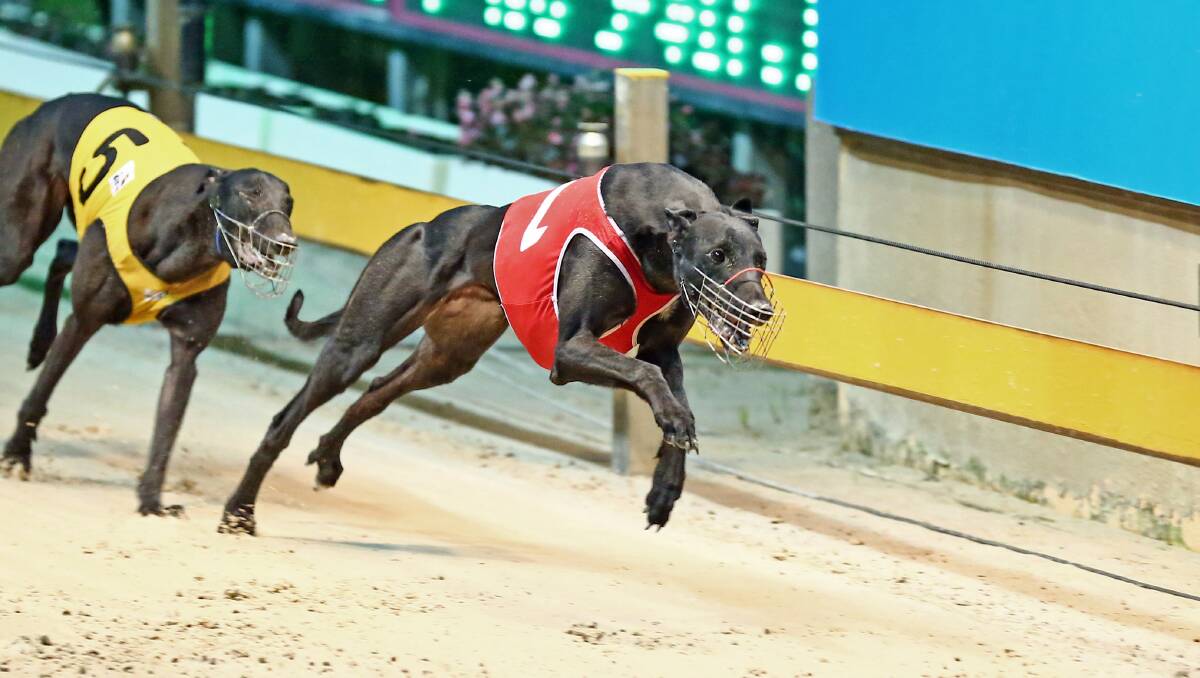 RISING STAR: Bekin Street has enjoyed a rapid rise to the top after being bred by John Meredith at Dubbo and will race in a Group 1 final next week. Photo: THEDOGS.COM.AU