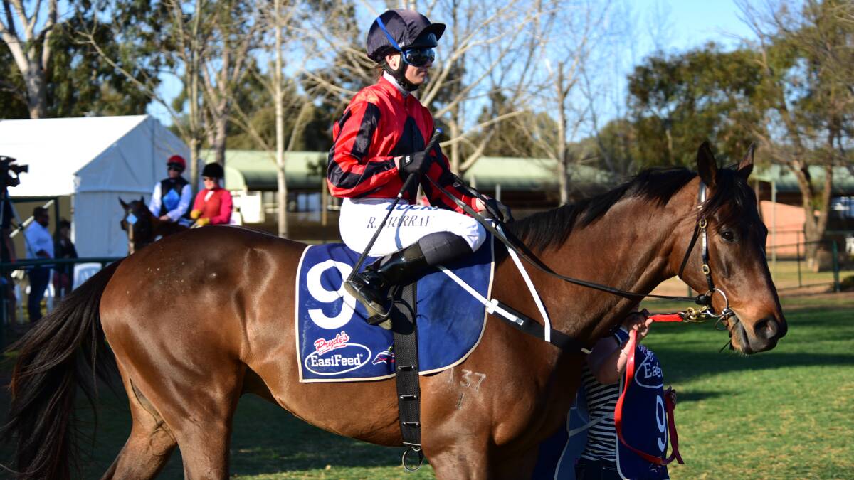 ONE OF MANY: Schedule, pictured at Dubbo previously, is one of the contenders for Monday's feature event. Photo: FILE