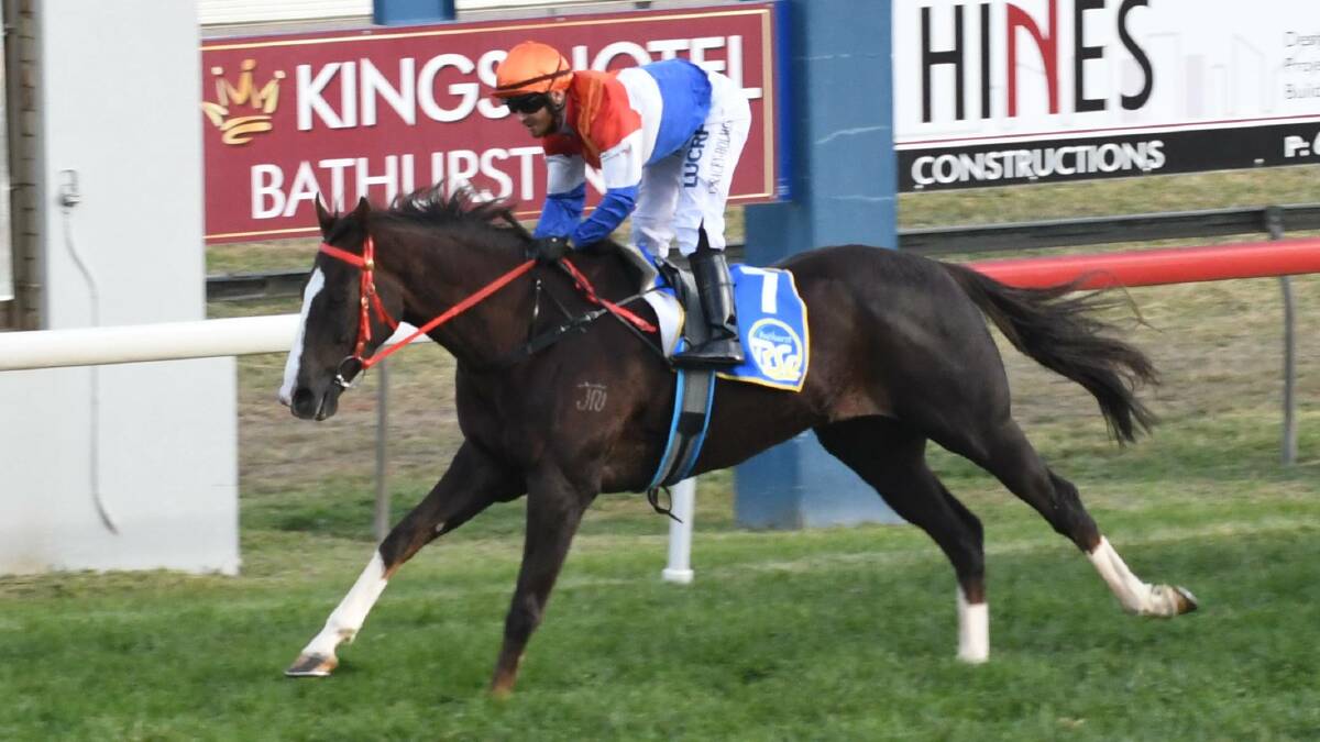 WINNING FEELING: Beau Hoffa won last year's Soldiers Saddle at Bathurst but won't be back to defend the crown next week. Photo: CHRIS SEABROOK