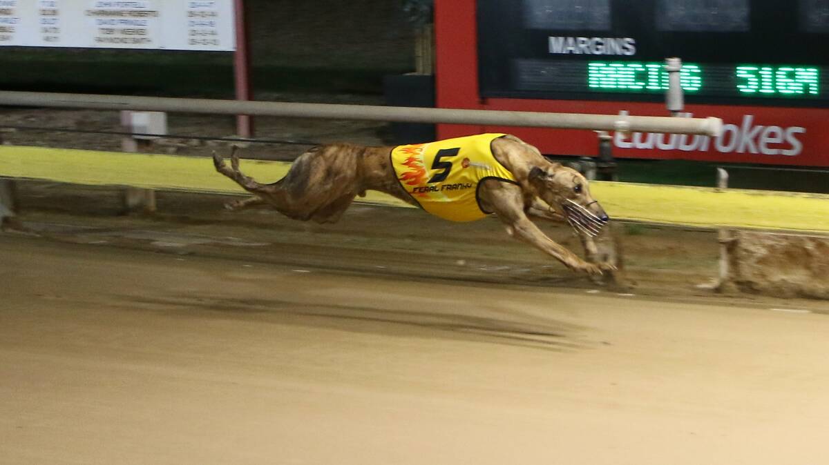 STAR SHOWING: Feral Franky, pictured during a trial run at Dubbo's Dawson Park last year, is sure to get plenty of attention at Bathurst on Friday. Photo: COFFEE PHOTOGRAPHY