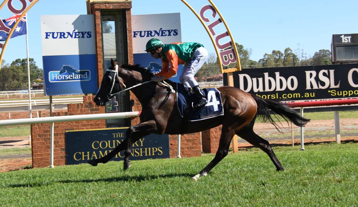 CUP CHANCE: He's won a Country Championships heat at Dubbo and now Westlink is targeting the Dubbo Gold Cup. Photo: BELINDA SOOLE